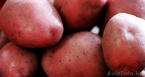 Продажа семянного картофеля, сорт Розара, оптом! - Изображение #1, Объявление #1228267