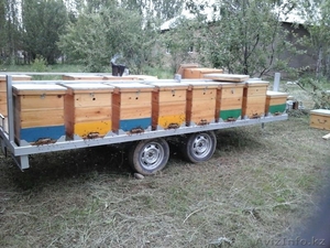 Мед натуральный горный со своей пасеки качество гарантирую - Изображение #1, Объявление #1478651