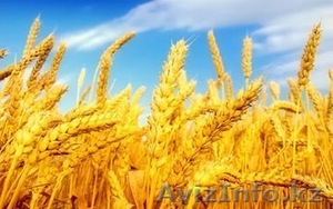 Пшеница, ячмень, овес в мешках - Изображение #1, Объявление #1537170