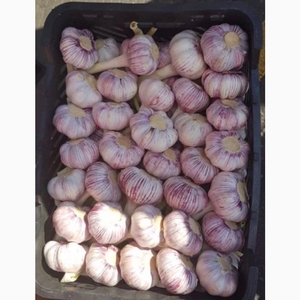 Чеснок ( свежий ),  размер средний