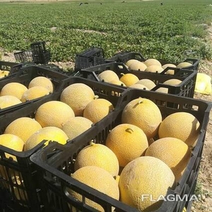 Дыня сорт 1 размер средние ( вес 3-4 кг )