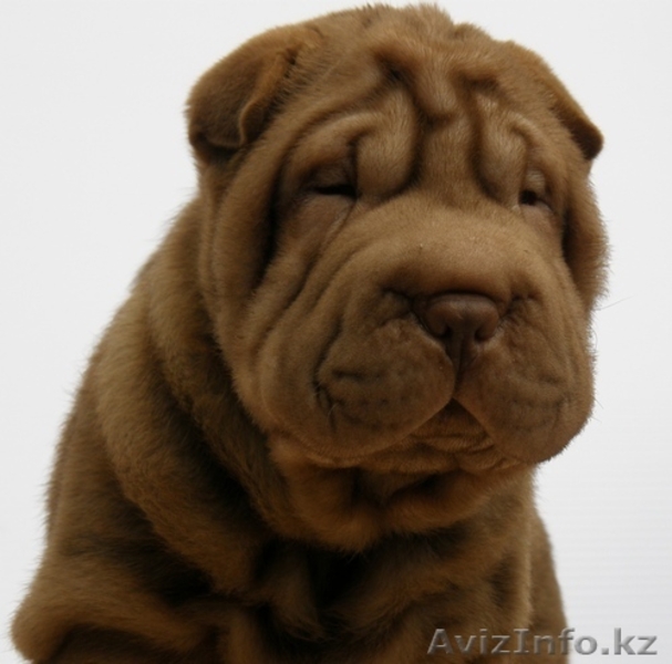 шар-пея щенки различных окрасов от титулованных производителей - Изображение #2, Объявление #50381