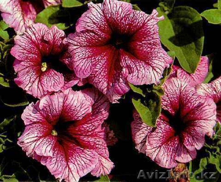 продаю цветы Петунии - Изображение #1, Объявление #189444