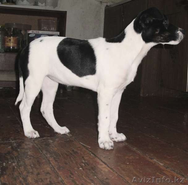 Стафортширский терьер - Изображение #2, Объявление #197828