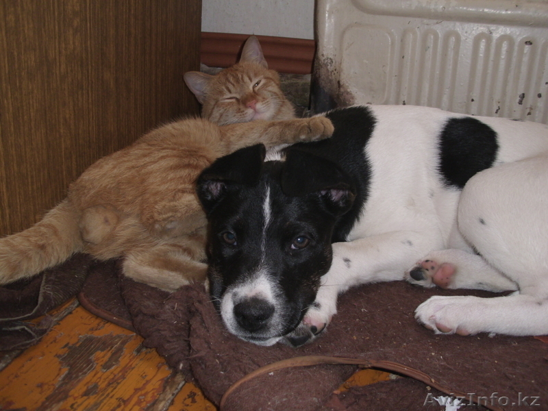 Стафортширский терьер - Изображение #1, Объявление #197828