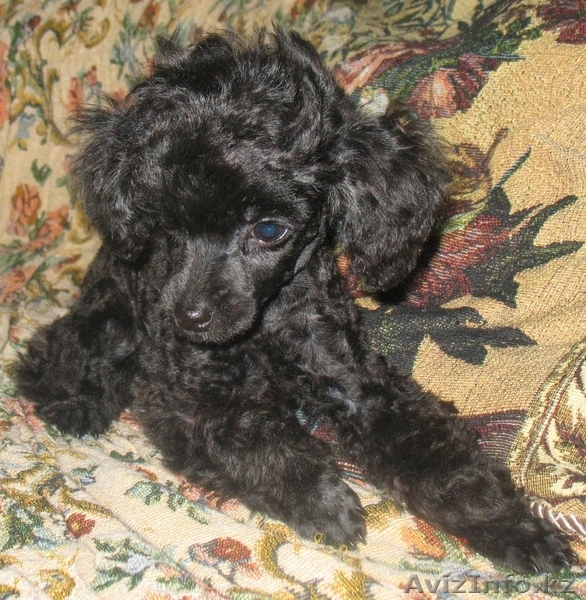 продаются щенки той-пуделя. - Изображение #2, Объявление #174048