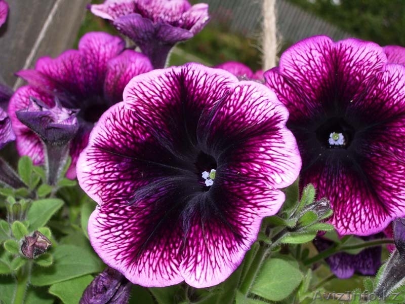 продаю цветы Петунии - Изображение #2, Объявление #189444