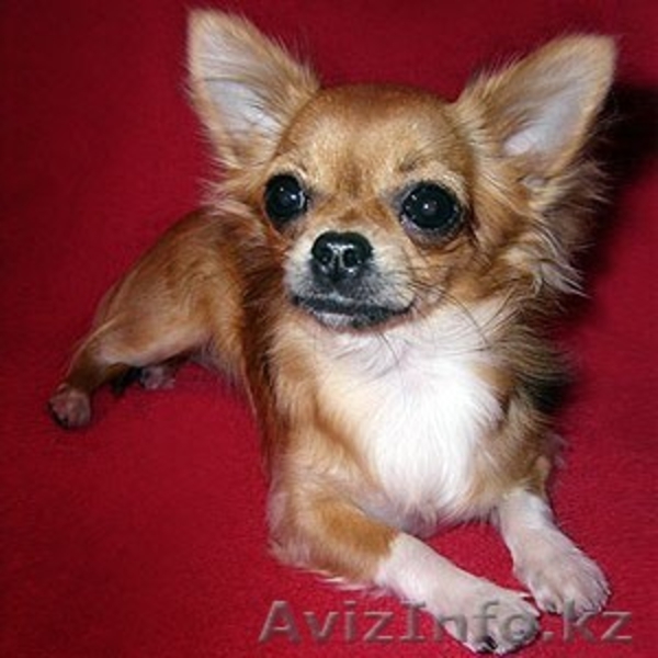  СРОЧНО Продам чихуахуа длинношерстую  - Изображение #1, Объявление #317014