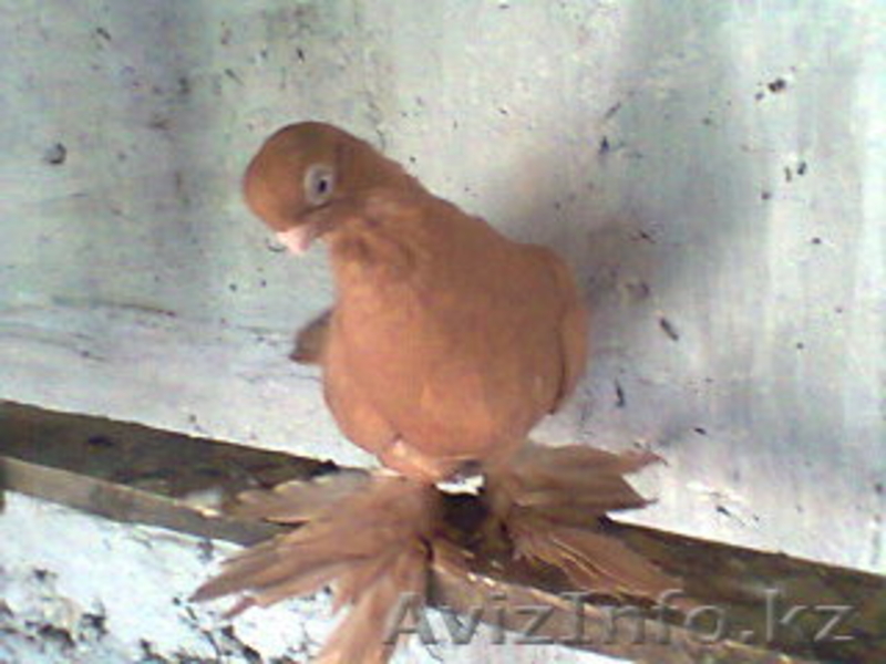 Продажа голубей - Изображение #2, Объявление #435255