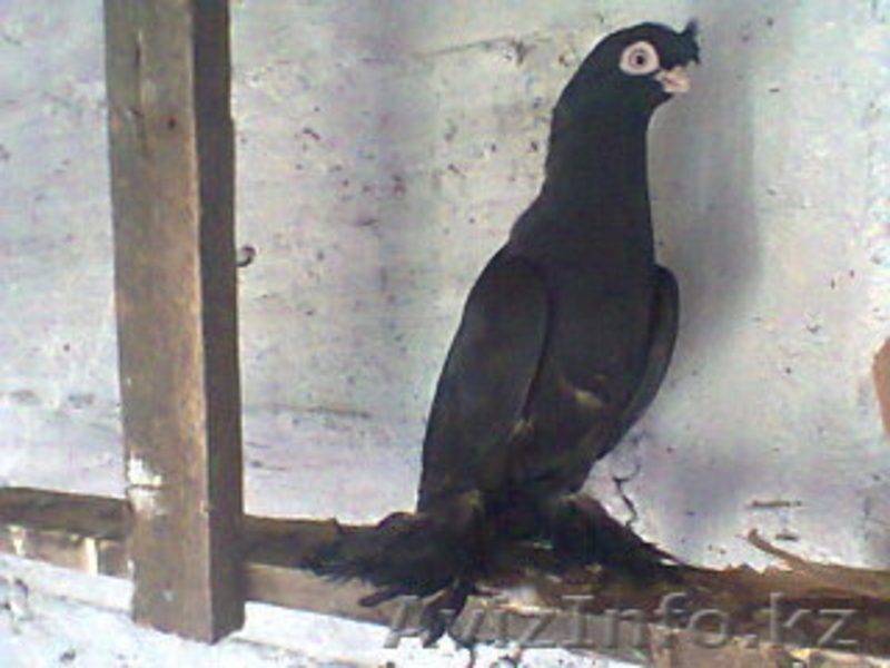 Продажа голубей - Изображение #3, Объявление #435255