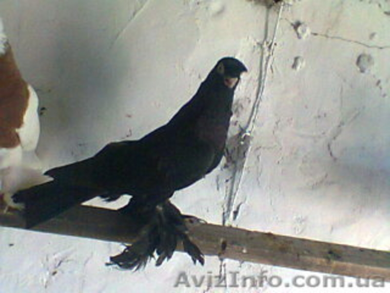 Продажа голубей - Изображение #4, Объявление #435255