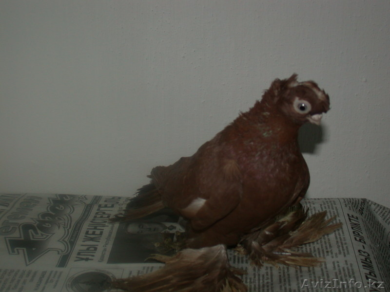 Продам голубей  - Изображение #2, Объявление #456802