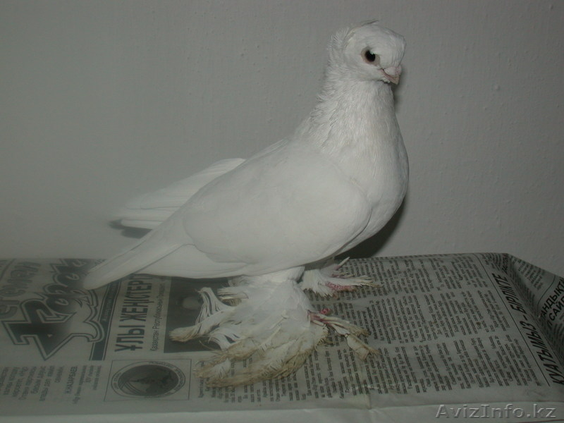 Продам голубей  - Изображение #5, Объявление #456802