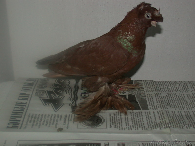 Продам голубей  - Изображение #4, Объявление #456802