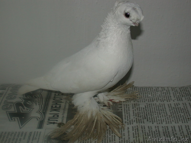 Продам голубей  - Изображение #3, Объявление #456802