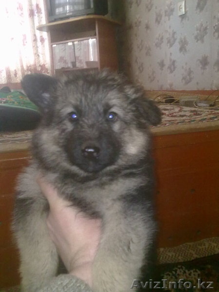 щенки вост-европейской овчарки - Изображение #1, Объявление #521285