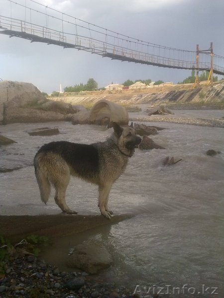 щенки вост-европейской овчарки - Изображение #2, Объявление #521285