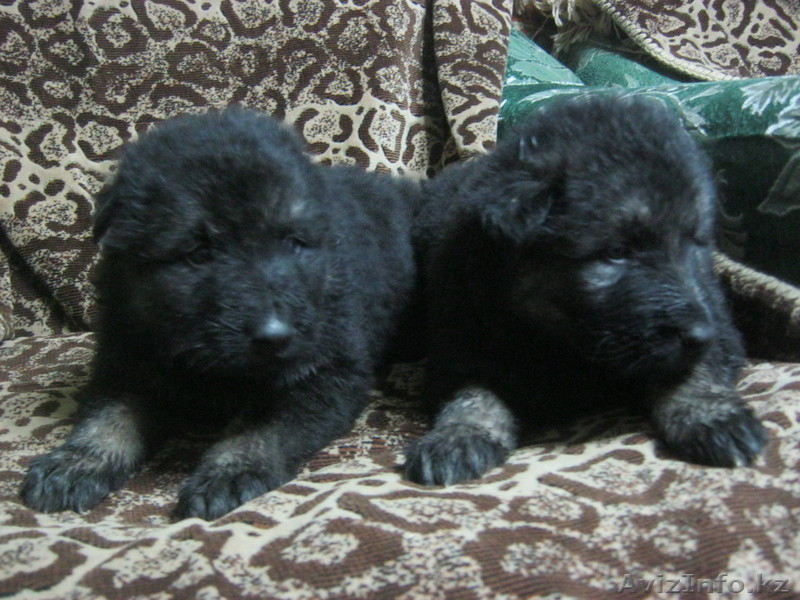 щенки вост-европейской овчарки - Изображение #3, Объявление #521285