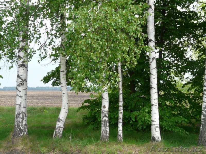 Березы,можжевельники, сосны, голубые ели, елки,кустарники, черенки - Изображение #1, Объявление #604330