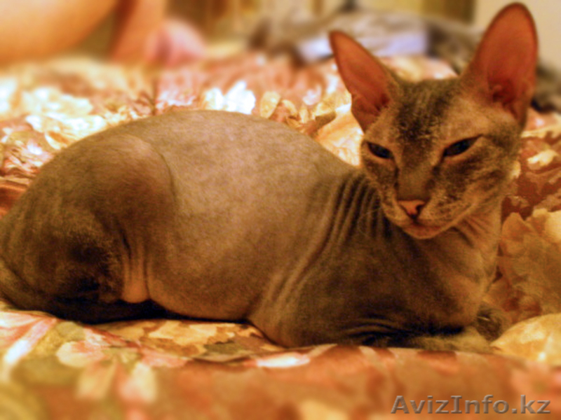 Кошечка Донской Сфинкс - Изображение #1, Объявление #560315