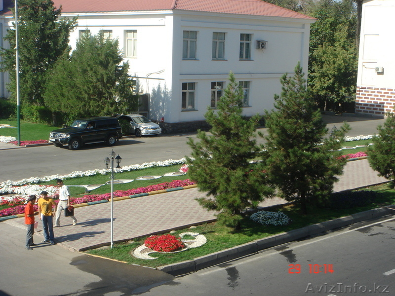 Березы,можжевельники, сосны, голубые ели, елки,кустарники, черенки - Изображение #2, Объявление #604330