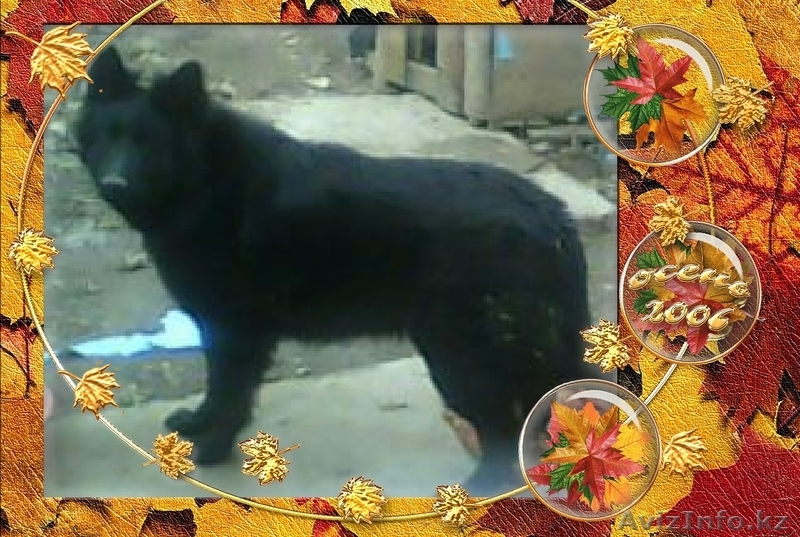  ПРОДАМ ,немецкая овчарка,  - Изображение #1, Объявление #618465