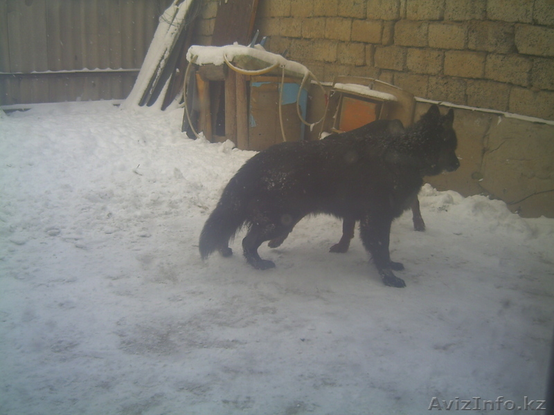  ПРОДАМ ,немецкая овчарка,  - Изображение #3, Объявление #618465