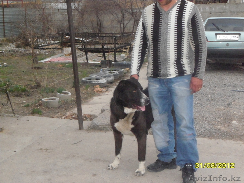 Продам щенков средне азиадской авчарки(Алабай - Изображение #1, Объявление #639814