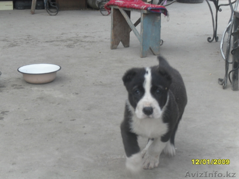 Продам щенков средне азиадской авчарки(Алабай - Изображение #3, Объявление #639814