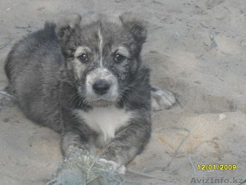 Продам щенков средне азиадской авчарки(Алабай - Изображение #4, Объявление #639814