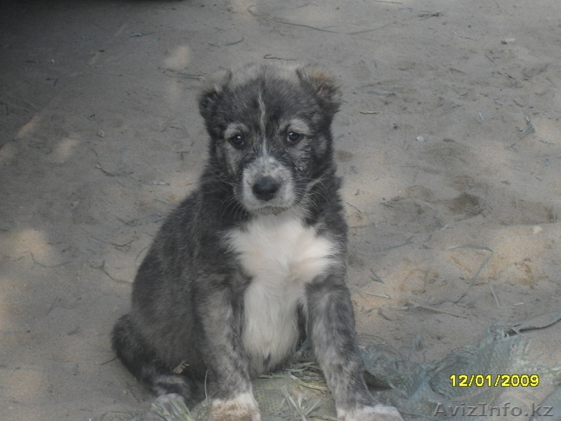 Продам щенков средне азиадской авчарки(Алабай - Изображение #5, Объявление #639814