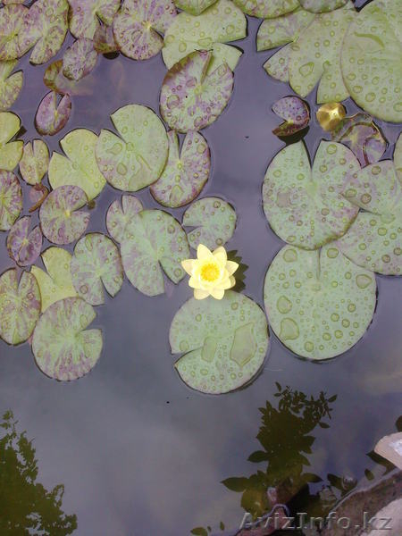 лилии для пруда - Изображение #2, Объявление #650179