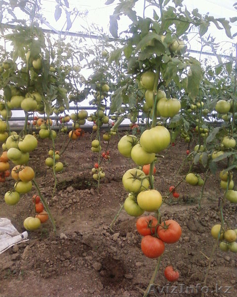 Действующая теплица S-600 м2 - Изображение #7, Объявление #813708