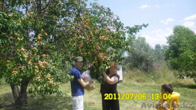 срочно продается 1,5 га участка под курортный бизнес, дом, сад. рядом лагерь эде - Изображение #3, Объявление #948336