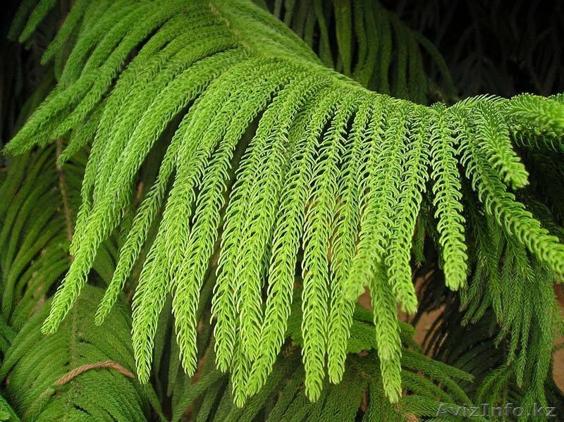 Цветы для  гармонии в офисе и в доме - Изображение #2, Объявление #966956