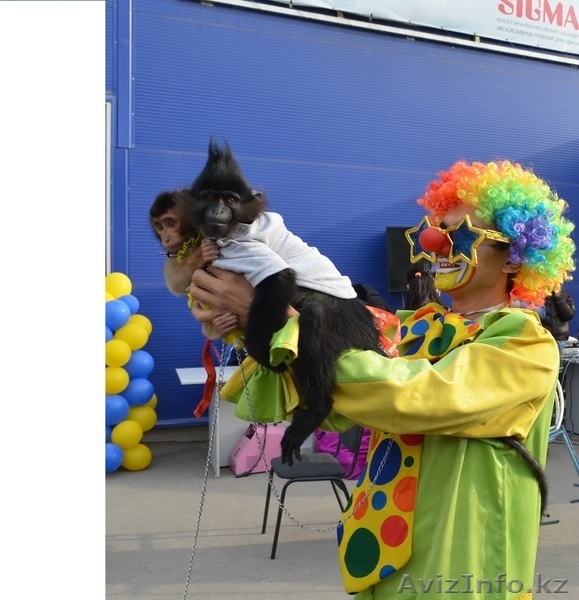 Цирконутые Дед Мороз и Снегурочка - Изображение #3, Объявление #997948