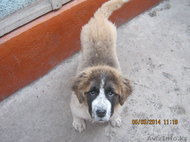 ЩЕНОК СЕНБЕРНАРА - Изображение #2, Объявление #1056931