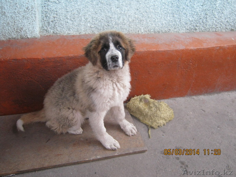 ЩЕНОК СЕНБЕРНАРА - Изображение #1, Объявление #1056931