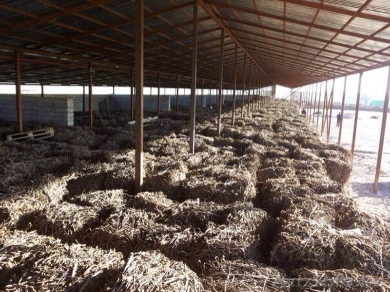 Раушан, 19710313@mail.ru. 8-771-805-66-44 - Изображение #2, Объявление #1089719