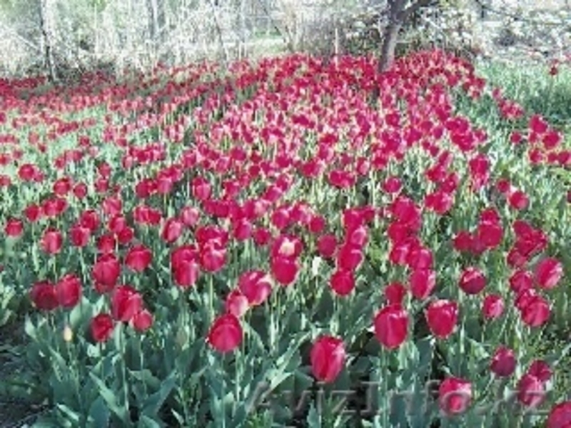 луковицы тюльпанов... - Изображение #1, Объявление #1137820