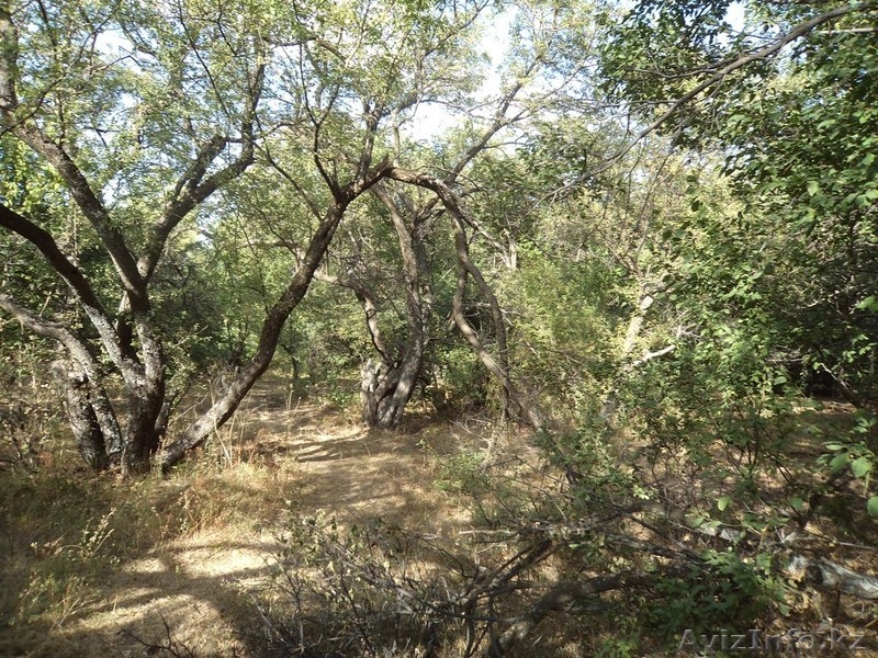 Продам земельные участки вблизи заповедной зоны ЮКО  - Изображение #2, Объявление #1143511