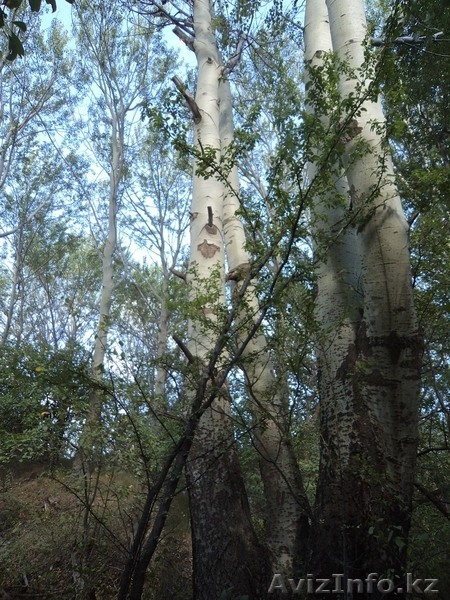 Продам земельные участки вблизи заповедной зоны ЮКО  - Изображение #6, Объявление #1143511