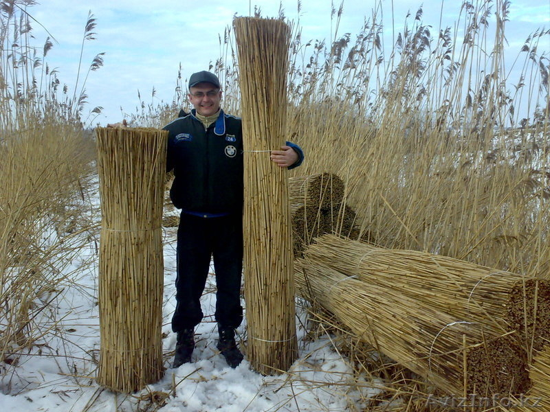 Продам! Дикий, природный камыш. Отличного качества. Для строительства. - Изображение #1, Объявление #1214562