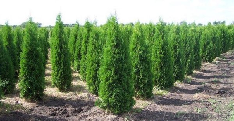 Туя, Можжевельник. Саженцы - Изображение #1, Объявление #1215465