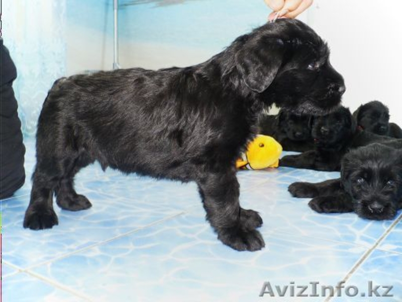 Элитные щенки ризеншнауцера - Изображение #4, Объявление #1256615
