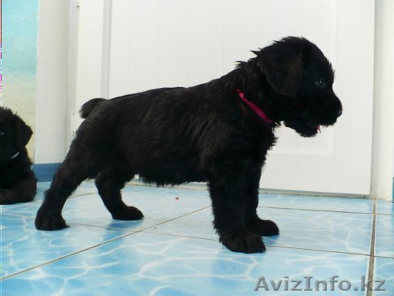 Элитные щенки ризеншнауцера - Изображение #2, Объявление #1256615