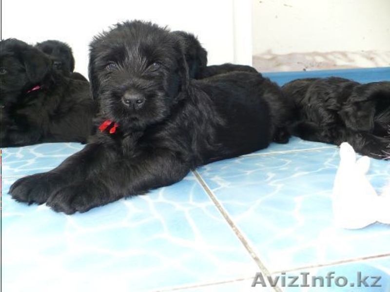 Элитные щенки ризеншнауцера - Изображение #7, Объявление #1256615