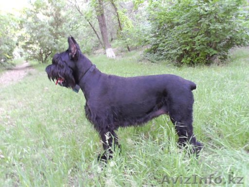 Элитные щенки ризеншнауцера - Изображение #1, Объявление #1256615