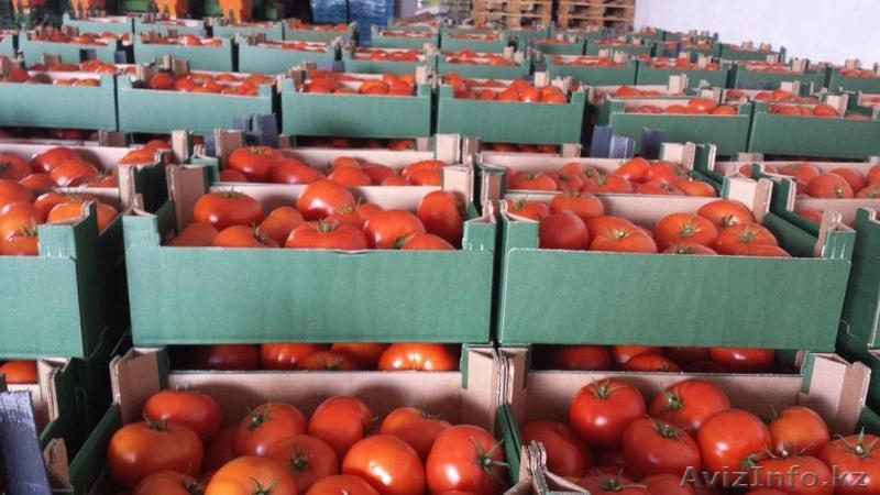 Купить томаты от производителя. Помидоры в Польшу ETS. Овощная компания АЭСО фото. Купить фрукты в Алматы оптом от производителя.