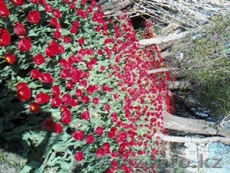 тюльпаны луковицы - Изображение #1, Объявление #1308593